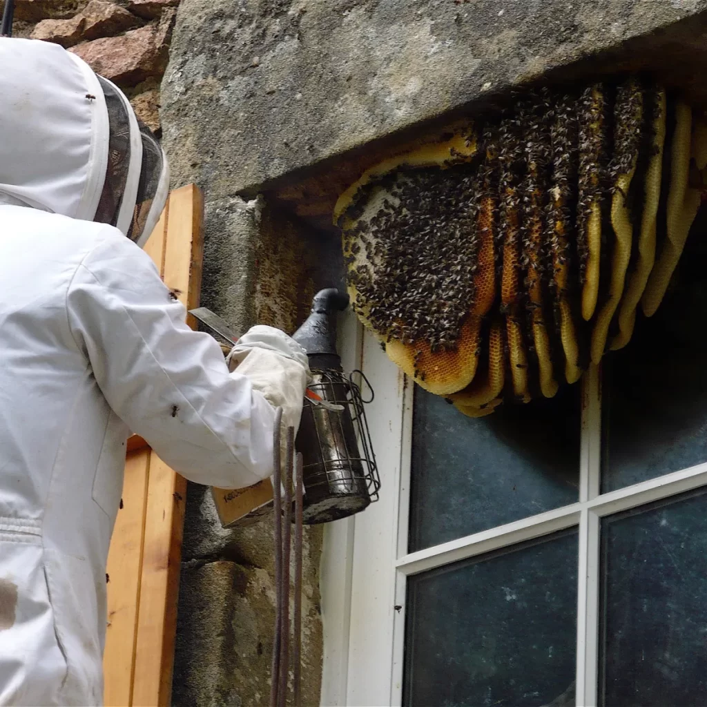 Bee Removal